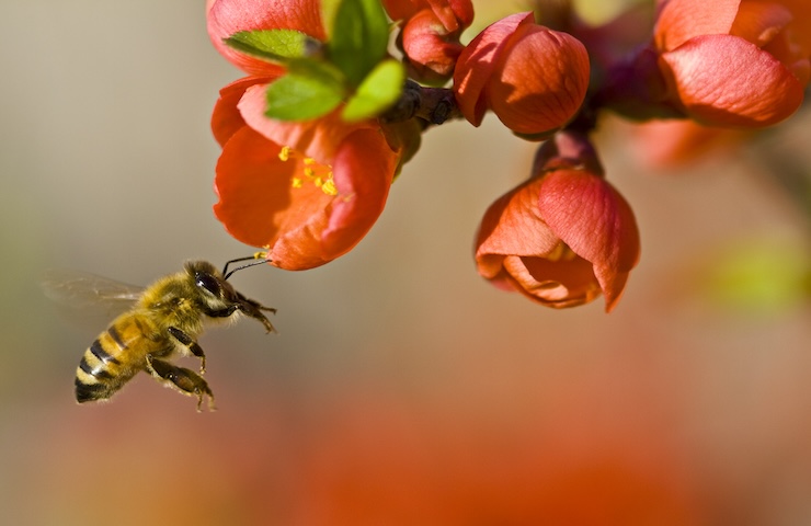 Giornata mondiale delle api, come salvarle dall'estinzione
