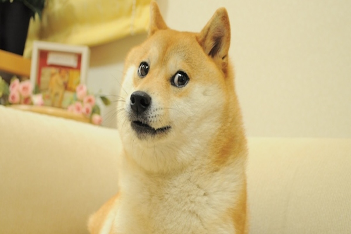 È morto Kabosu, il cane protagonista del meme “doge”