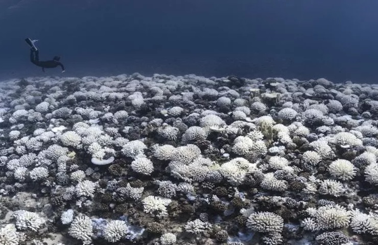 Sbiancamento dei coralli dovuto alle alte temperature 