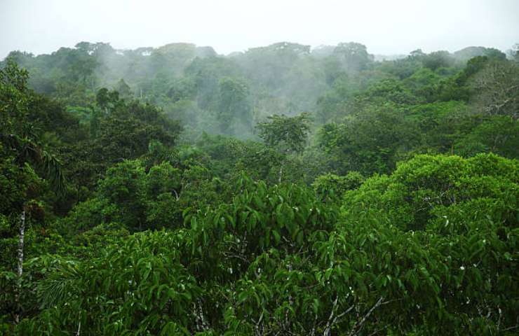 Foresta pluviale