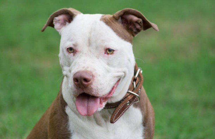 American Pit Bull Terrier