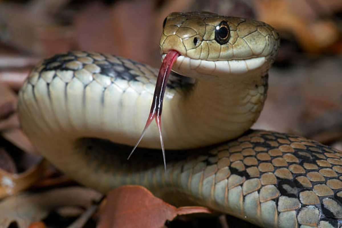 Giornata Mondiale del Serpente