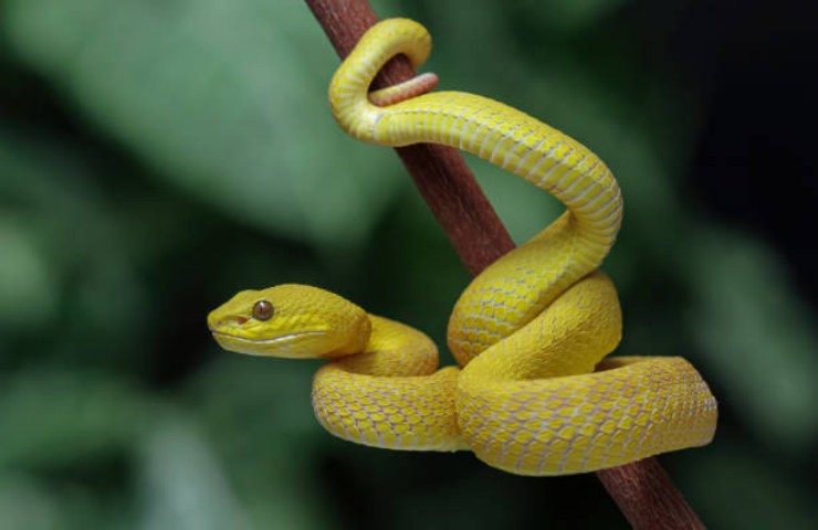 Serpente