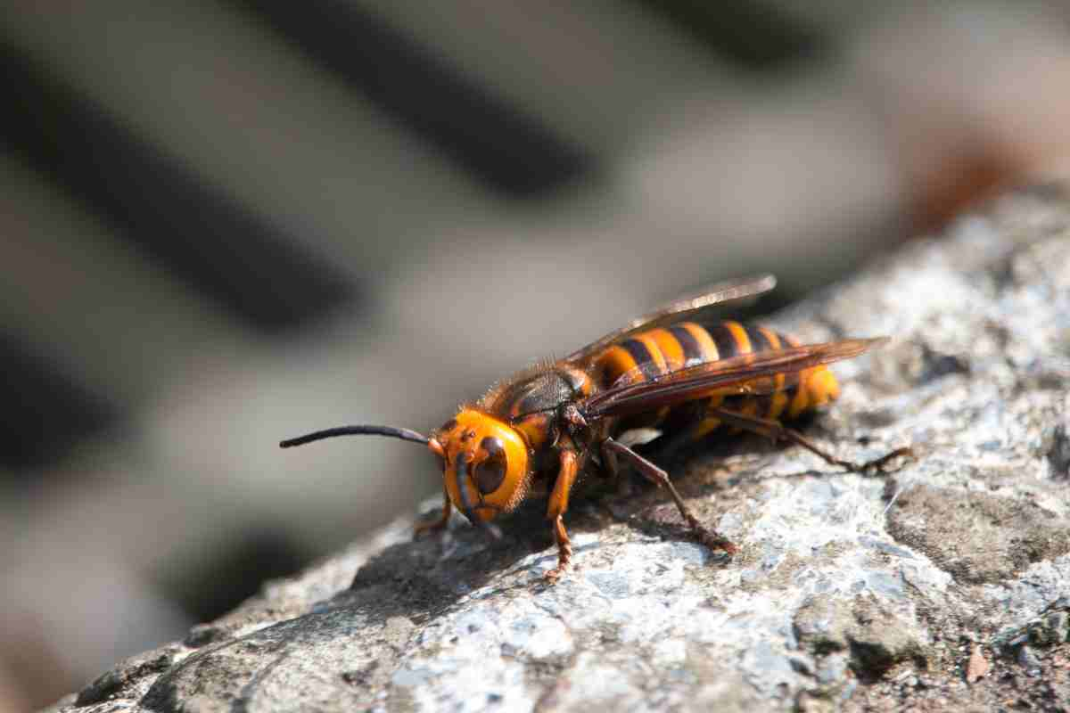 Calabrone Killer gigante cosa sapere