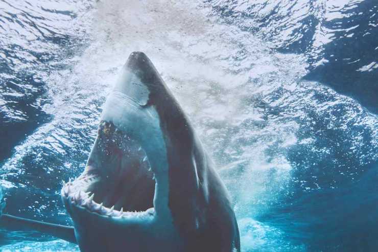 Perché aumentano gli attacchi di squali