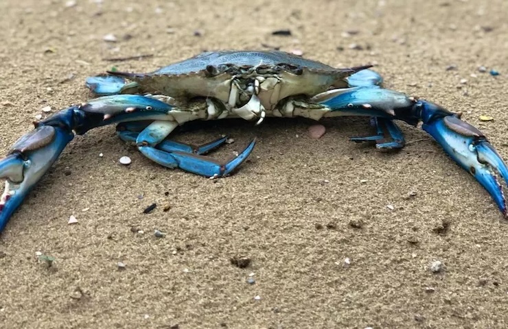 Il granchio blu sta creando problemi nel delta del Po