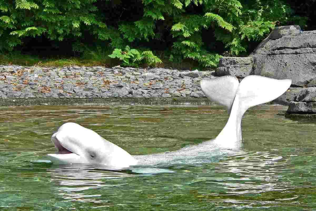 Un beluga