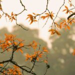 L'equinozio d'autunno cade ogni anno tra il 21 e il 24 settembre - Nella foto: un paesaggio autunnale