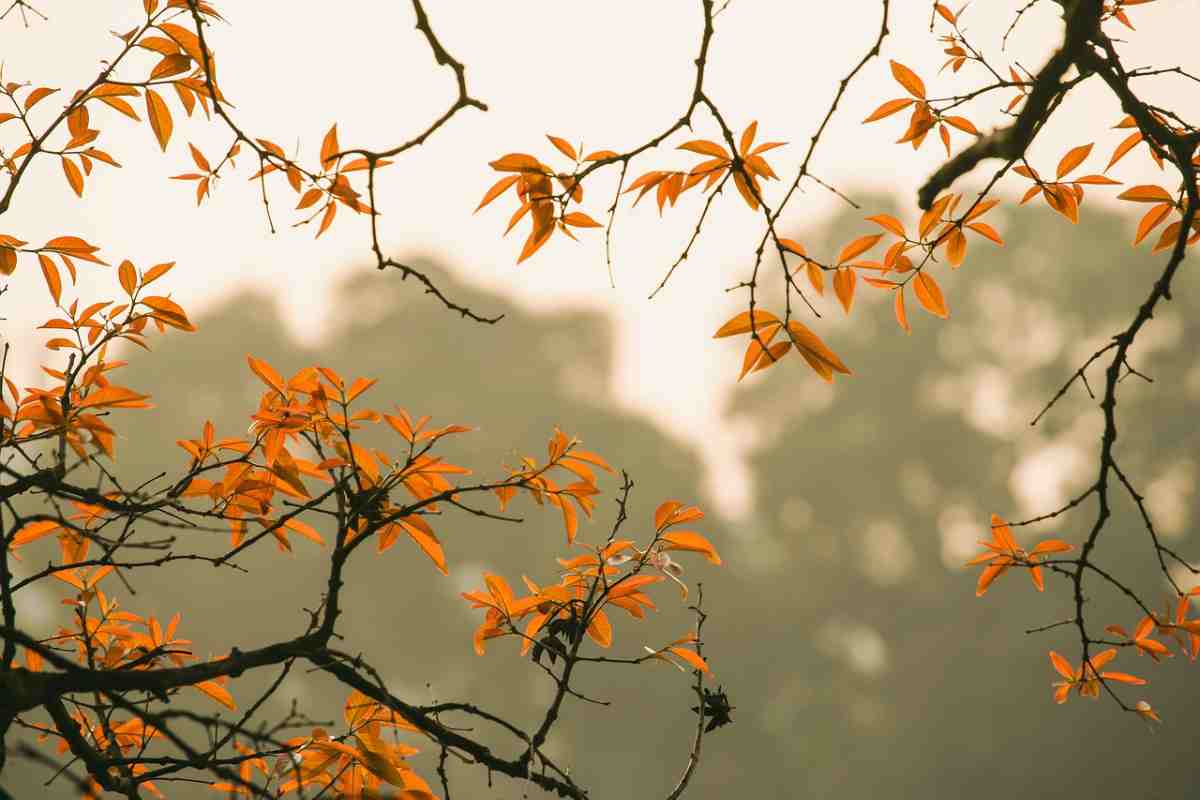 L'equinozio d'autunno cade ogni anno tra il 21 e il 24 settembre - Nella foto: un paesaggio autunnale